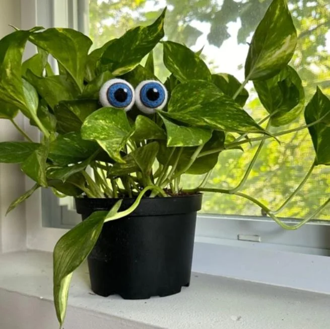 Plant Eyeballs - Felt