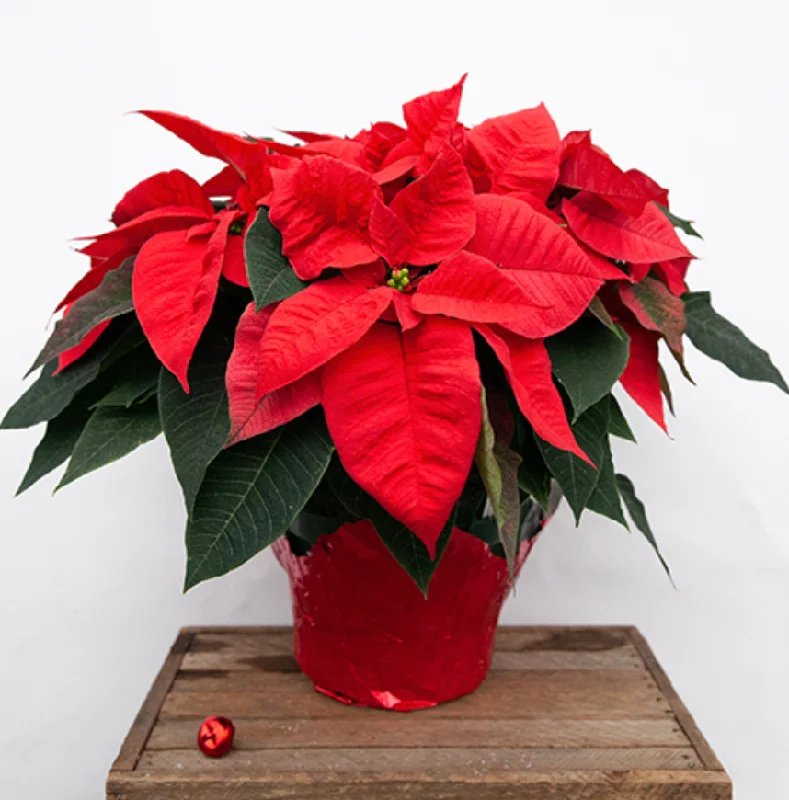 Poinsettias